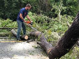 How Our Tree Care Process Works  in  New Castle, PA