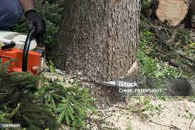 Best Tree Health Inspection  in New Castle, PA